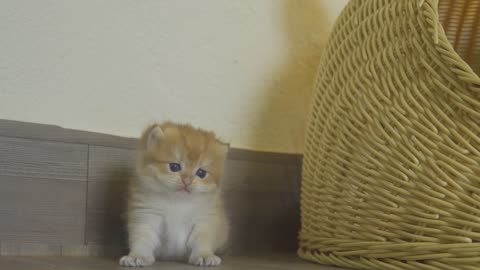 Kitten play with mama cat adorable kitten