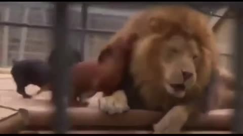 Recuerdo del día de juego con los leones