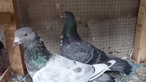 Hazara Pigeon