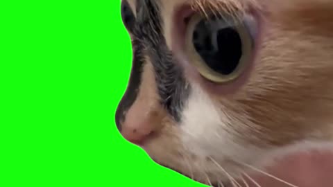 Kitten Stare With Trumpet Music Meme | Green Screen