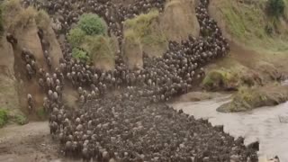 Wildebeest Migration In Masai Mara