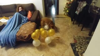Dog totally obsessed with popping balloons