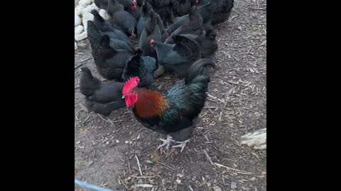 Sunrise and Chickens