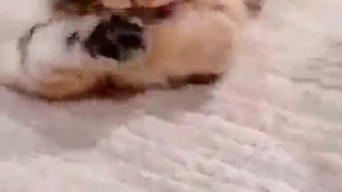Cute cats fighting
