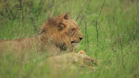 Lion the king || how lions are looking cool #viral #rumblevideos #trendings