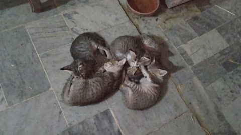 Cute kittens are sleeping