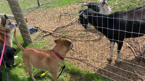 Dogs Say Hello to the Intact Baby Boy Goats 04.2022