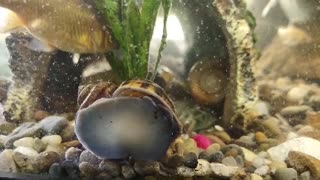 Fish and snail voice over