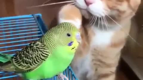 Parrot and cat are good friends