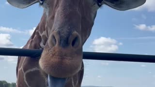 Now that’s a LONG tongue!