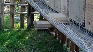 Flock it Farm DIY: quail pen made out of free wood pallets