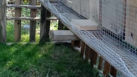 Flock it Farm DIY: quail pen made out of free wood pallets