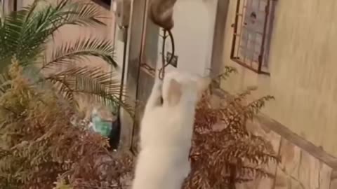 Funny animals 😄hub,funny animals club youtube, 🤣, funny animals dancing 💃😄, funny animals fighting 😄