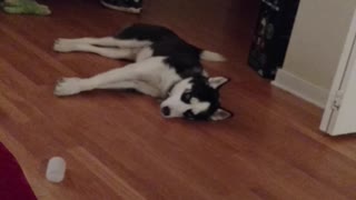 Why Is This Puppy Crying On The Floor? Husky Owners Know Exactly Why This Happens.