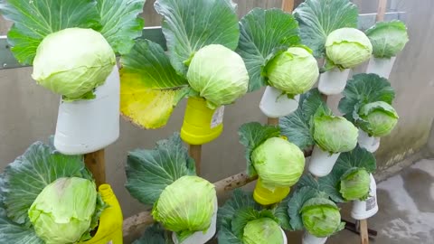 Recycle plastic waste into a one-of-a-kind Cabbage garden, so wonderful and beautiful
