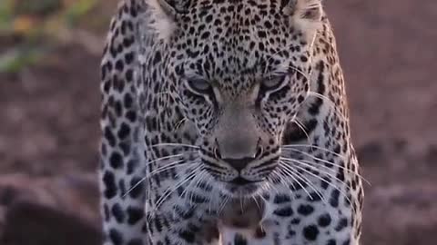 Animal leopard