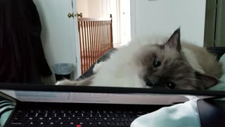 Cuddly Kitty Prefers Pets over Owner's Laptop