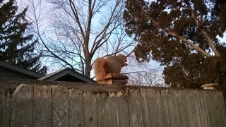 My earless buddy squirrel came by again so I feed him by hand