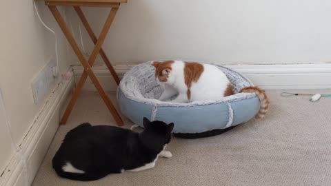 Cat Watches Other Cat Knead