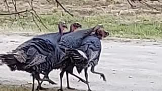 Crazy wild turkey fight!!