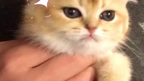 Cute and Funny Cats Videos Compilation #13 | Love Cats