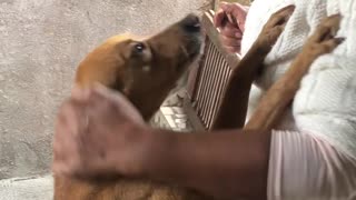 Adorable Dog Assists Owner Up the Stairs