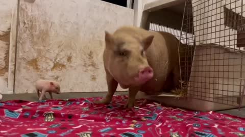 Rescued Mama Pig & Baby Piglet Talking to Each Other