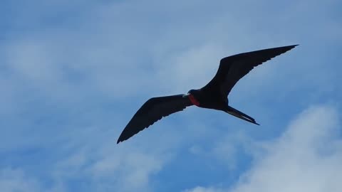 Ecuador: A flying frigate bird, Galapago