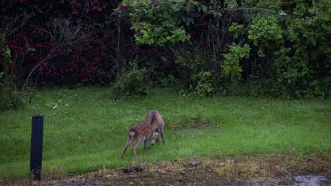 Young Female Deer Head Butting, Fighting in the Garden, Ireland