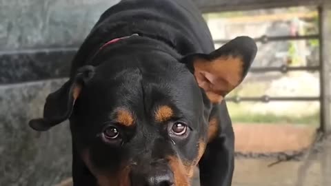 Angry Rottweiler barking sound #viral #dog #rottweiler #ytshorts