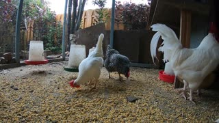 Backyard Chickens In The Rain Sounds Noises Hens Clucking Relaxing Peaceful!