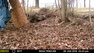 BOBCAT RELEASING