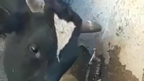 Smart cows use their horns to open the faucet to drink water and then close it like a human