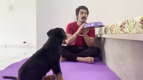 Cute dog training