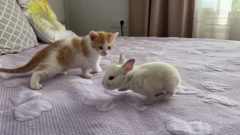 Cute Tiny Reacts To Baby Bunny (Cuteness Overload)