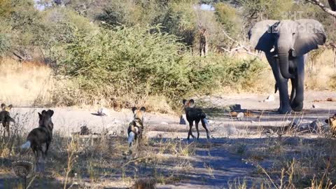 Newborn Baby Elephant Is Mercilessly Destroy By Pack Of Bloodthirsty Wild Dogs || Wild Animal Attack