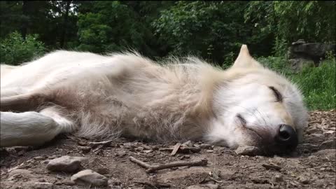 Wolf Howling in Her Sleep