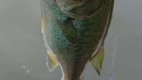 Largemouth bass