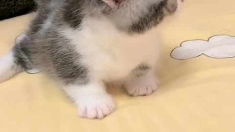 Cute kitten mnaau