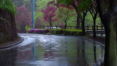 Overcome insomnia with the soothing sound of rain on a quiet and beautiful road, fall asleep