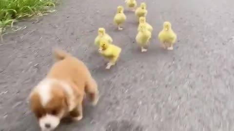😍 🥰 The tenderness between puppies and chicks !!! 🥰 😍