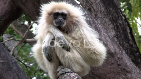 A white handed gibbon sits in a tree