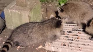 Sunny The Raccoon And Her Teenagers | Part 1 | Update August 31st 2023 | #shorts