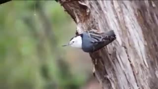 Birds Nest Nature