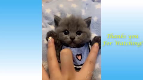Funny Cute Cat Videos!!!