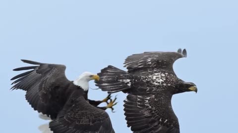 Two Eagles Fighting in The Air For Prey #shorts #shortvideo #video #virals #videoviral