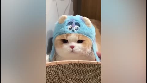 Cat's new hat, But it does not seem to like