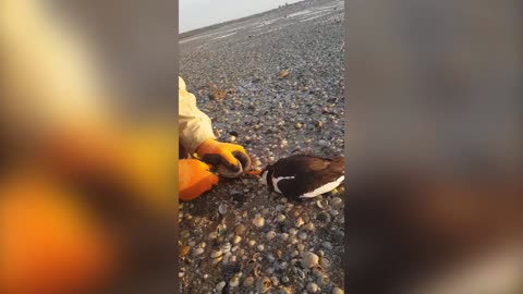 Group of friends save oystercatcher bird after its beak gets stuck in an OYSTER