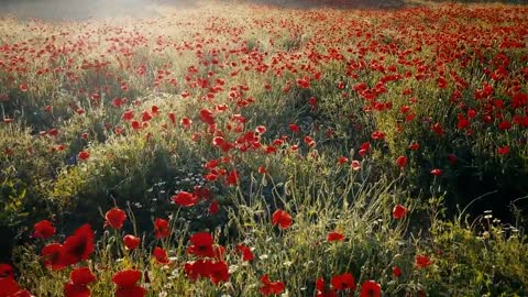 fleurs rouges