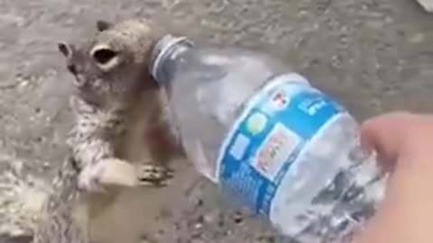 THIRSTY SQUIRREL ASKS HUMAN FOR A DRINK OF WATER